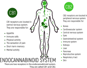 The Ultimate Guide to CBD: Science, Quality, and Finding Your Natural Balance ultimate guide to cbd