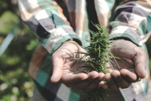 hemp-flower- hemp flower